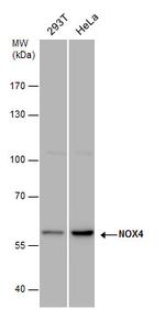 NOX4 Antibody in Western Blot (WB)