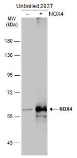 NOX4 Antibody in Western Blot (WB)