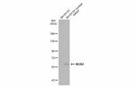 NOX4 Antibody in Western Blot (WB)