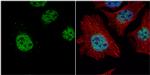 TET2 Antibody in Immunocytochemistry (ICC/IF)