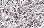 TET2 Antibody in Immunohistochemistry (Paraffin) (IHC (P))