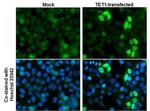 TET1 Antibody in Immunocytochemistry (ICC/IF)