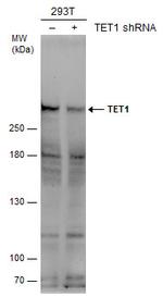 TET1 Antibody in Western Blot (WB)