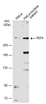 TET1 Antibody in Western Blot (WB)