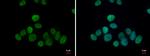 TET1 Antibody in Immunocytochemistry (ICC/IF)