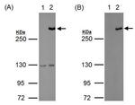 TET1 Antibody in Western Blot (WB)