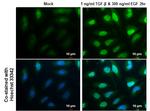 SNAIL Antibody in Immunocytochemistry (ICC/IF)