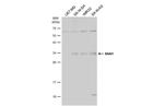 SNAIL Antibody in Western Blot (WB)