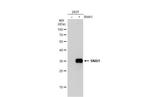 SNAIL Antibody in Western Blot (WB)