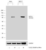 HIF1A Antibody