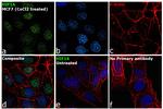 HIF1A Antibody