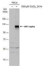 HIF1A Antibody in Western Blot (WB)