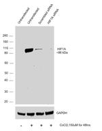 HIF1A Antibody in Western Blot (WB)