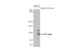 HIF1A Antibody in Western Blot (WB)