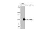 HIF1A Antibody in Western Blot (WB)