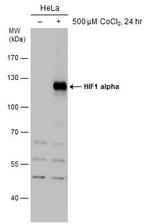 HIF1A Antibody in Western Blot (WB)