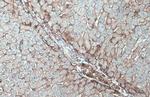 N-cadherin Antibody in Immunohistochemistry (Paraffin) (IHC (P))