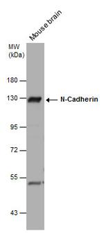 N-cadherin Antibody in Western Blot (WB)