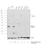 Galectin 9 Antibody