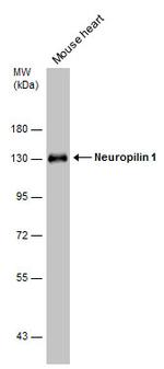 Neuropilin 1 Antibody in Western Blot (WB)