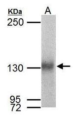 Neuropilin 1 Antibody in Western Blot (WB)