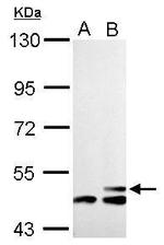 HMGCS2 Antibody in Western Blot (WB)