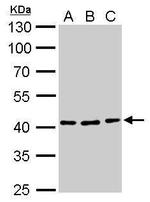 ATG3 Antibody in Western Blot (WB)