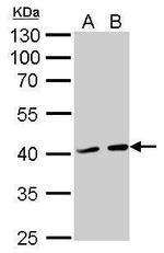 ATG3 Antibody in Western Blot (WB)