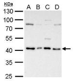 ATG3 Antibody in Western Blot (WB)