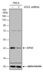 ATG3 Antibody in Western Blot (WB)