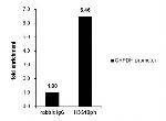 Phospho-Histone H3 (Ser10) Antibody in ChIP Assay (ChIP)