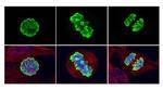 Phospho-Histone H3 (Ser10) Antibody in Immunocytochemistry (ICC/IF)