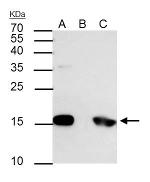 Phospho-Histone H3 (Ser10) Antibody in Immunoprecipitation (IP)