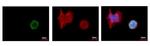 Phospho-Histone H3 (Ser10) Antibody in Immunocytochemistry (ICC/IF)