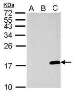 Phospho-Histone H3 (Ser10) Antibody in Western Blot (WB)