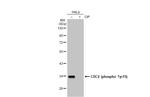 Phospho-CDK1 (Tyr15) Antibody in Western Blot (WB)