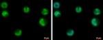 USP3 Antibody in Immunocytochemistry (ICC/IF)