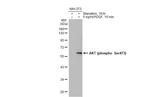 Phospho-AKT1 (Ser473) Antibody in Western Blot (WB)