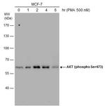 Phospho-AKT1 (Ser473) Antibody in Western Blot (WB)