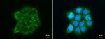 ATG9A Antibody in Immunocytochemistry (ICC/IF)