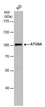 ATG9A Antibody in Western Blot (WB)