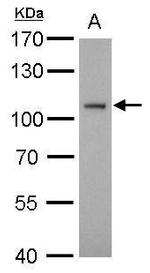 ATG9A Antibody in Western Blot (WB)