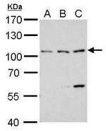 ATG9A Antibody in Western Blot (WB)