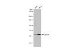 AKT2 Antibody in Western Blot (WB)