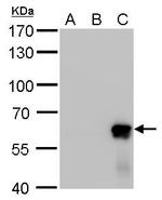 AKT2 Antibody in Western Blot (WB)