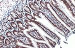 H3K18ac Antibody in Immunohistochemistry (Paraffin) (IHC (P))