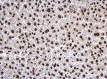 H3K27ac Antibody in Immunohistochemistry (Paraffin) (IHC (P))