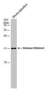 H3K4me3 Antibody in Western Blot (WB)