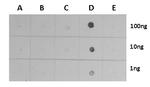 H3K4me3 Antibody in Dot Blot (DB)