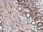 H3K4me3 Antibody in Immunohistochemistry (Paraffin) (IHC (P))